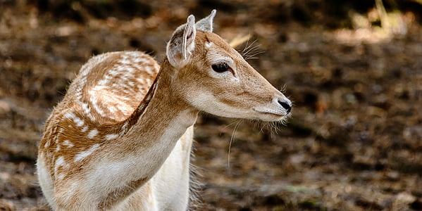 close-up photo of brown and white deer thumbnail