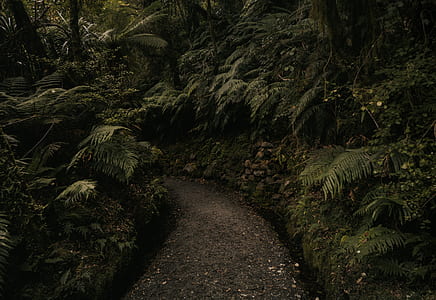 curve pathway center of green plants thumbnail