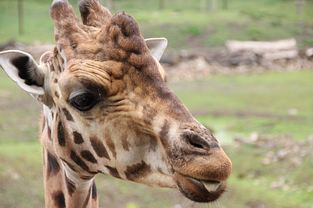 giraffe head close-up photography thumbnail