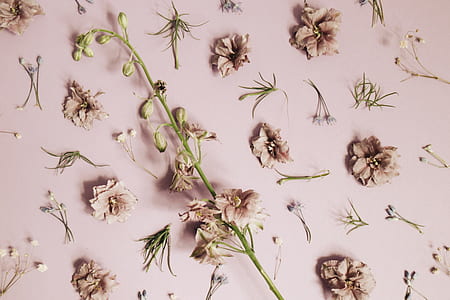 white and brown petaled flowers scattered of white board thumbnail