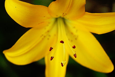 close-up photography yellow lily flower thumbnail