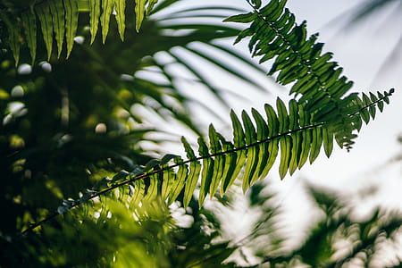Green Fern Plant thumbnail