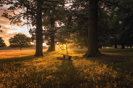 bench surrounded by trees during golden hour thumbnail
