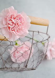 close-up photo of pink petaled flower on gray metal basket thumbnail