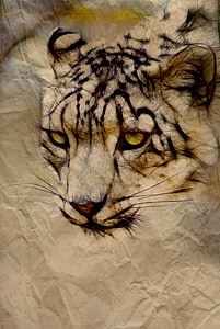 leopard illustration thumbnail