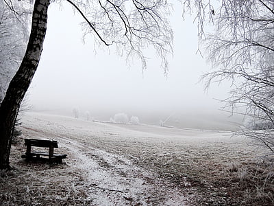 wooden bench in forest with fogs thumbnail