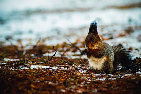 closeup photo of black and brown squirrel thumbnail