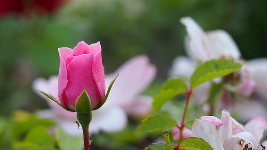 shallow focus pink flower thumbnail