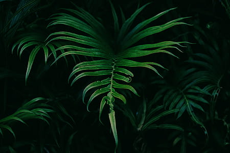 green leafed plant thumbnail