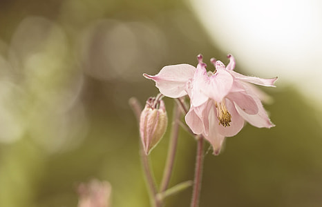 close-up photography of pink columbine flower thumbnail