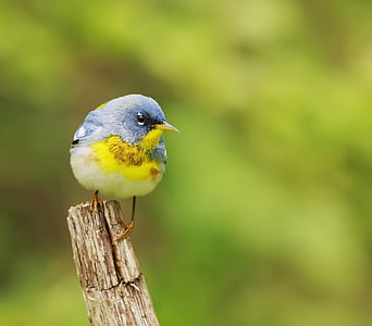 blue and yellow bird on wooden stand thumbnail