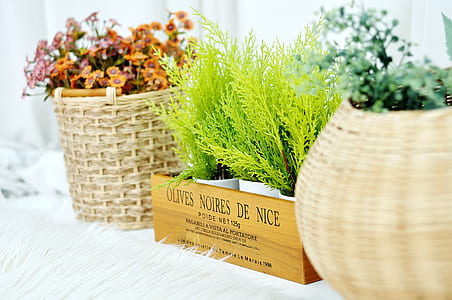 selective focus photography of plants in baskets thumbnail
