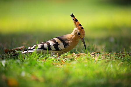 yellow and black bird on green grass thumbnail
