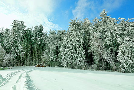 green snow coated pine tree on snow field thumbnail