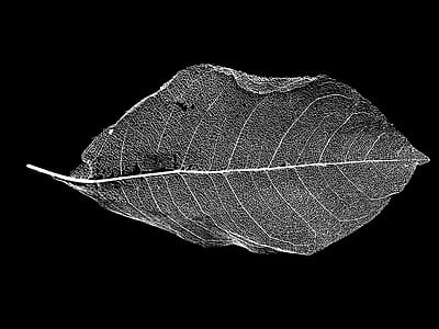 close up photography of green leaf thumbnail