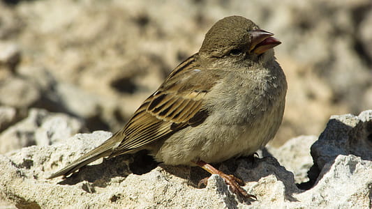 brown bird thumbnail