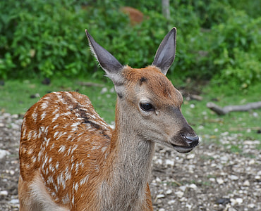 brown deer near green leafed plant lot thumbnail