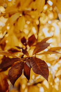 Yellow leaves of magnolia in autumn thumbnail