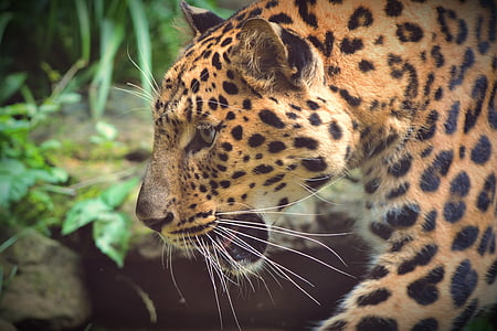 closeup photography of leopard thumbnail