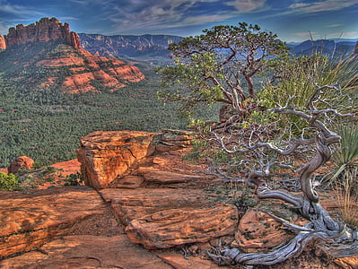 green tree far at the rocky mountain thumbnail