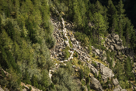 Flock of Sheeps in Austrian Mountains thumbnail