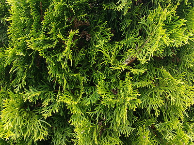 green leafed plant thumbnail
