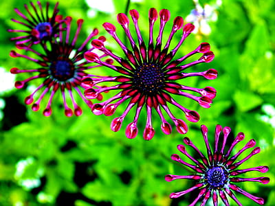 three pink flowers photography thumbnail