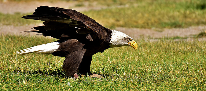 bald eagle on the ground thumbnail