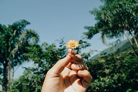 Person Holding White Aster Beside Trees Under White Clouds Blue Skies Daytime thumbnail