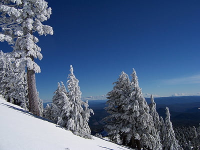 snow covered trees thumbnail