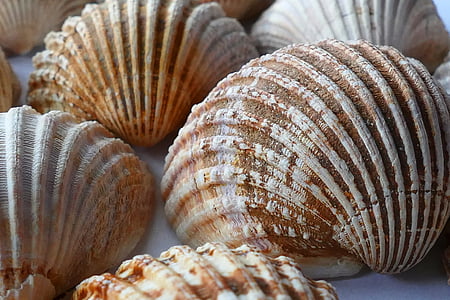 white and brown seashell thumbnail