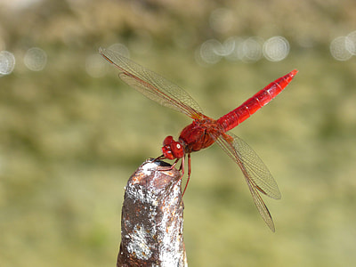 Red Dragonfly, Raft thumbnail