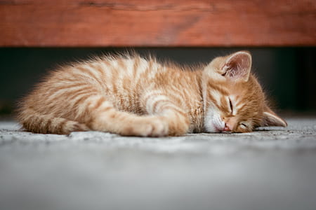 Orange Tabby Cat Lying on Floor thumbnail