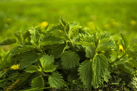green leafed plants thumbnail