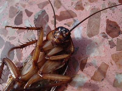 brown cockroach thumbnail