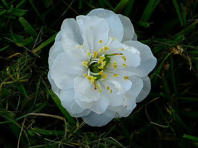 white petaled flower in close-up photography thumbnail