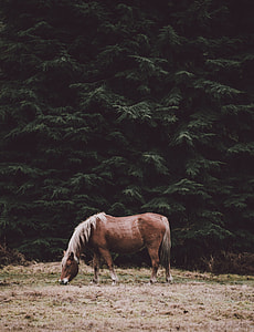 brown horse eating grass near trees thumbnail