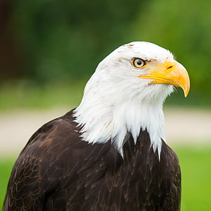 selective focus photography of white and black bald eagle thumbnail