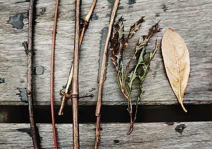 wood, leaves, bamboo, wooden thumbnail