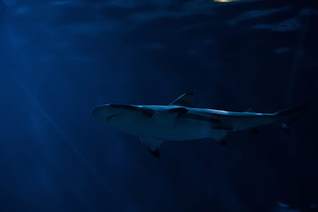 Shark in Sea Ocean thumbnail