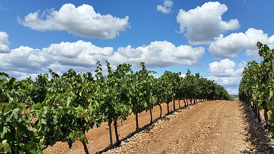 tree on plantation during daytime thumbnail