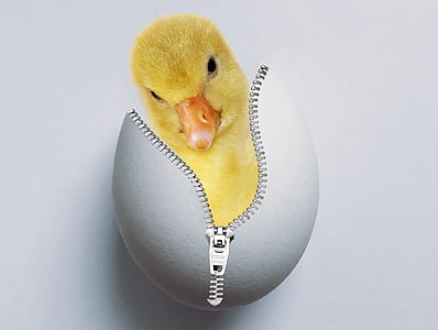 yellow ducking with zip-up egg shell thumbnail