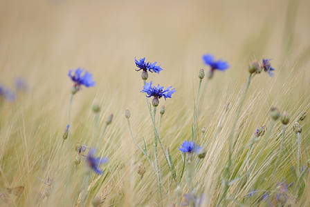 selective focus photograph of blue flower thumbnail
