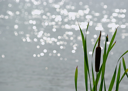 cattail plant close-up photography thumbnail
