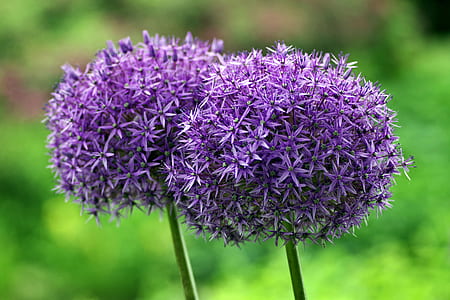 nature, flowers, petals, blur thumbnail