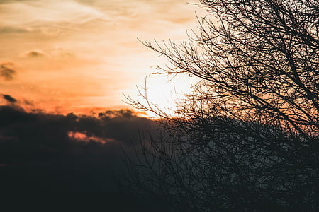 silhouette of bare tree under orange skies thumbnail