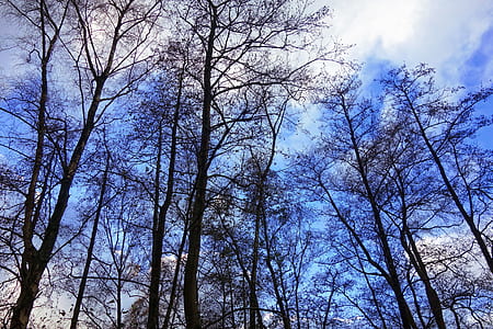 photo of brown tree under white and blue sky thumbnail
