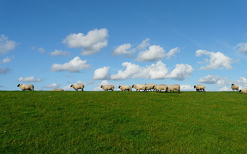 herd of sheep under cloudy sky thumbnail