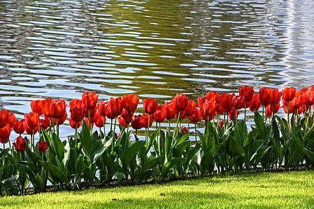 red tulips in bloom beside body of water thumbnail