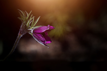 shallow focus photography of pink flower thumbnail